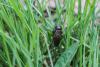 Gryllus campestris